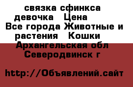 связка сфинкса. девочка › Цена ­ 500 - Все города Животные и растения » Кошки   . Архангельская обл.,Северодвинск г.